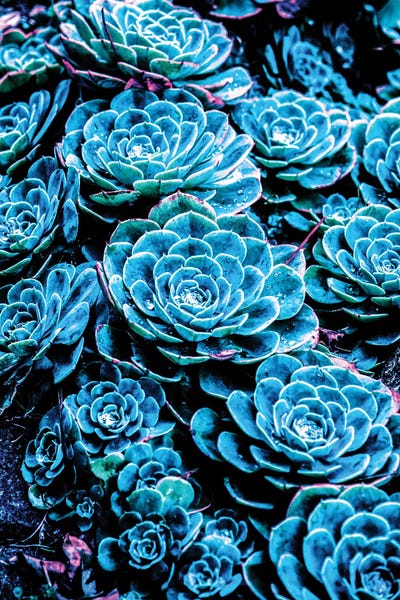 Cactus by Gab Fernando canvas print