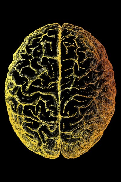 Biology: Brain by Gab Fernando