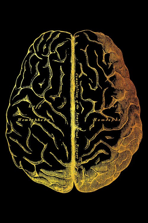 Brain II