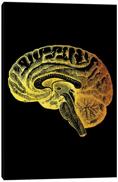 Brain III Canvas Art Print - Anatomy Art