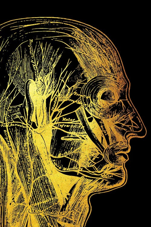 Head
