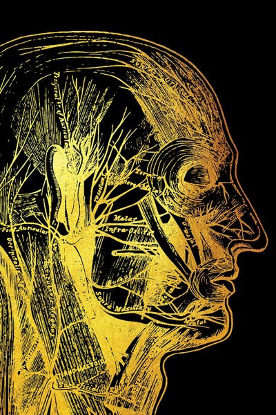 Biology: Head by Gab Fernando