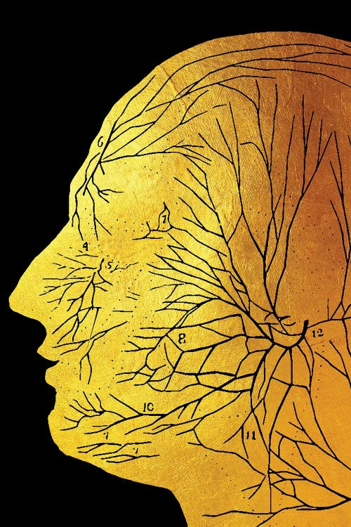 Nerve In Head