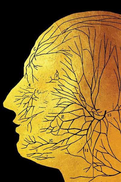 Biology: Nerve In Head by Gab Fernando