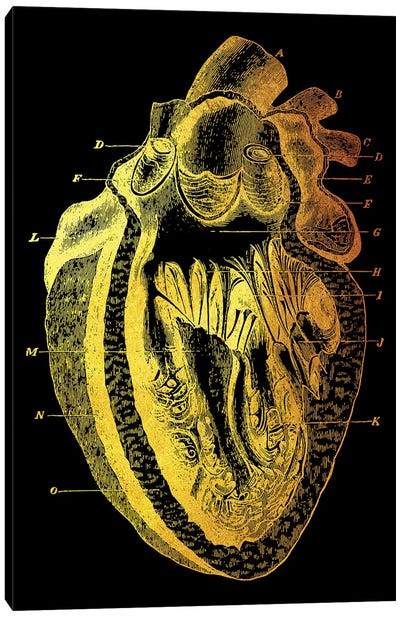 Heart I Canvas Art Print - Anatomy Art