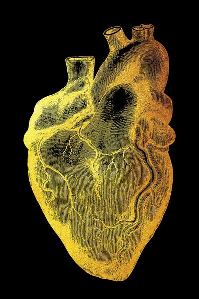 Biology: Heart IV by Gab Fernando
