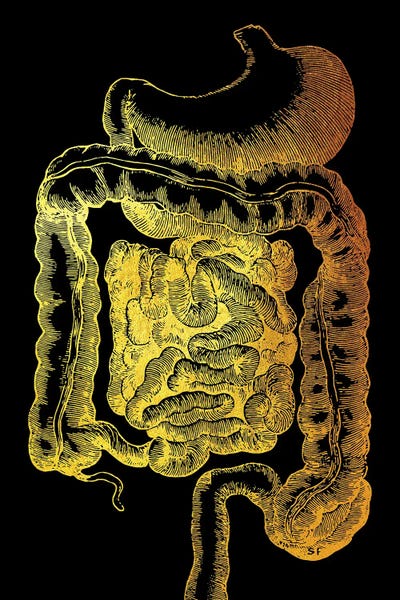 Biology: Internal Organ by Gab Fernando
