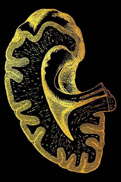 Biology: Kidney by Gab Fernando