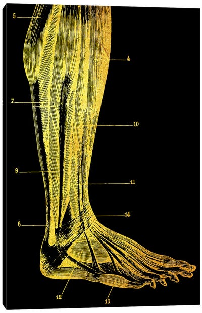 Leg Canvas Art Print - Anatomy Art