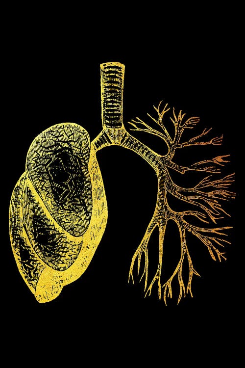 Lungs I