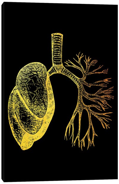 Lungs I Canvas Art Print - Anatomy Art