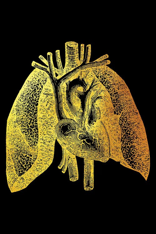 Lungs II