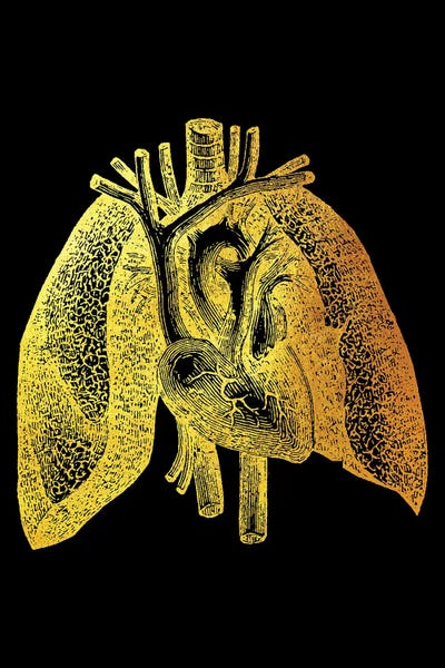 Biology: Lungs II by Gab Fernando