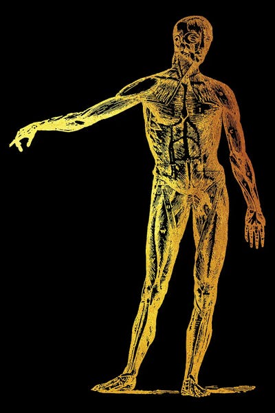 Biology: Muscle by Gab Fernando