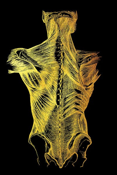 Biology: Back Muscle by Gab Fernando