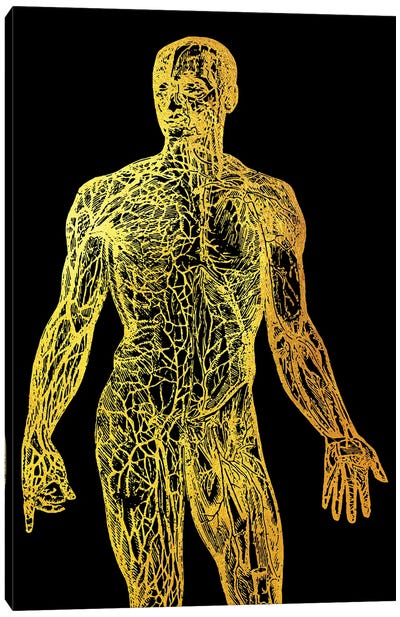 Back Nerves I Canvas Art Print - Anatomy Art
