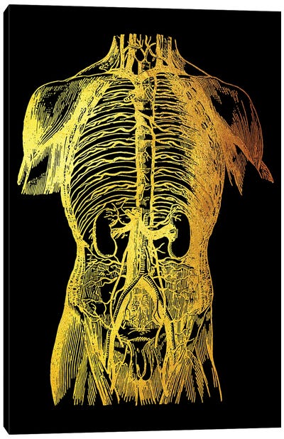 Back Nerves II Canvas Art Print - Anatomy Art