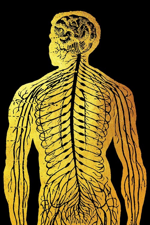 Back Nerves III
