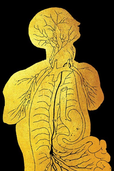 Biology: Front Body Nerves by Gab Fernando