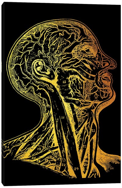 Head Nerves Canvas Art Print - Anatomy Art