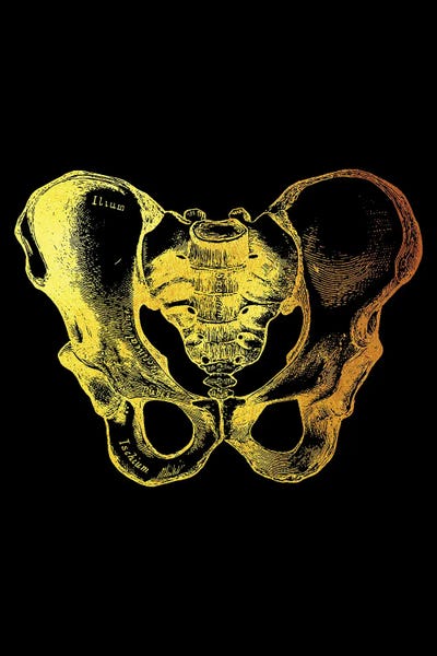 Biology: Pelvic II by Gab Fernando