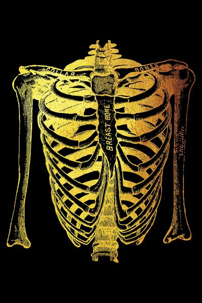 Biology: Ribs I by Gab Fernando