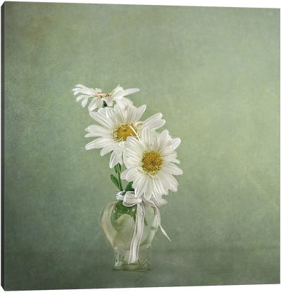 3 White Daisies Canvas Art Print