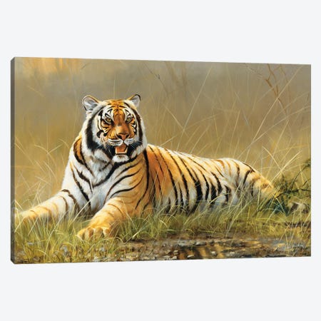 Tiger Canvas Print #GHC104} by Grant Hacking Canvas Art