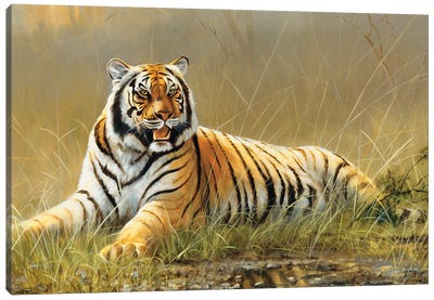 Tiger Canvas Art Print - Grant Hacking