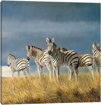 Time To Leave Zebras Canvas Art Print - Grant Hacking
