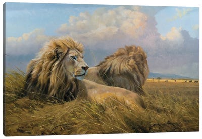 Under African Skies Lions Canvas Art Print - Lion Art