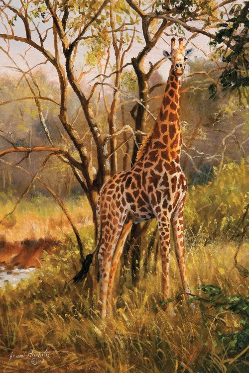 Untitled Giraffe by Grant Hacking wall art