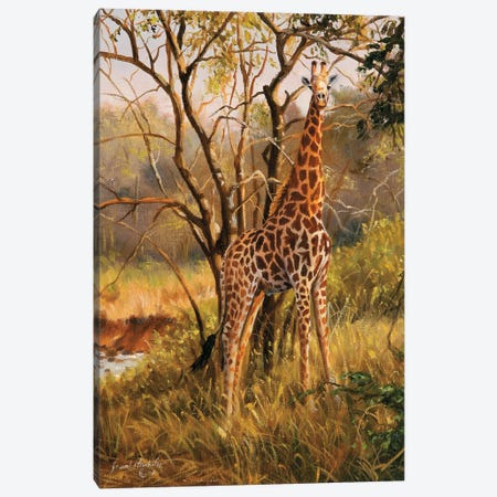 Untitled Giraffe Canvas Print #GHC111} by Grant Hacking Canvas Art