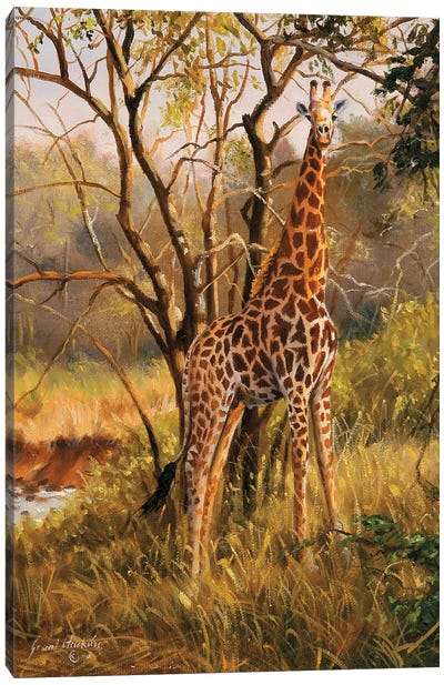 Untitled Giraffe Canvas Art Print - Grant Hacking