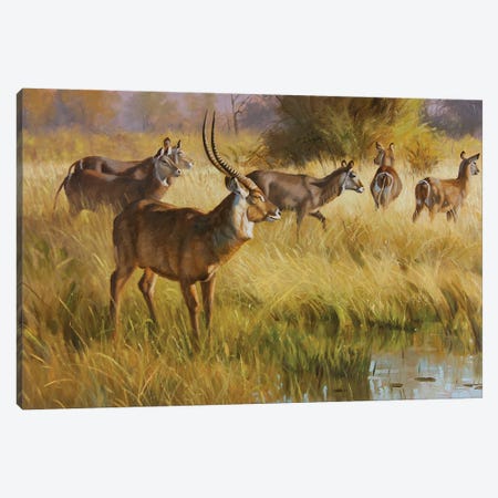 Water Buck Canvas Print #GHC115} by Grant Hacking Art Print