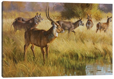Water Buck Canvas Art Print - Antelope Art