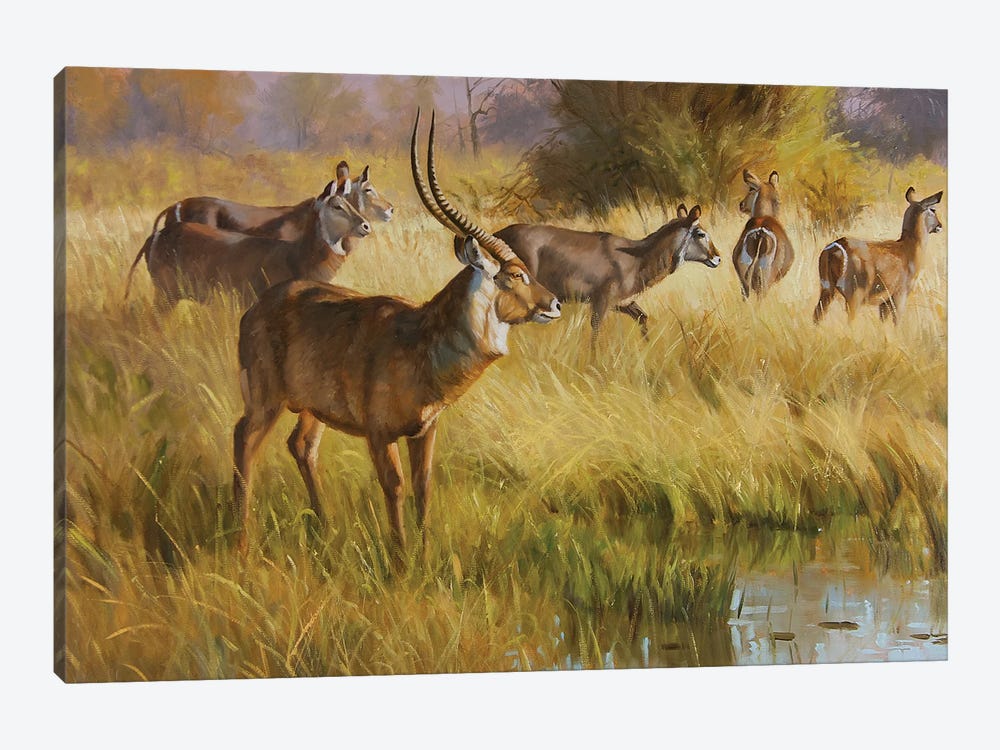 Water Buck by Grant Hacking 1-piece Canvas Art Print