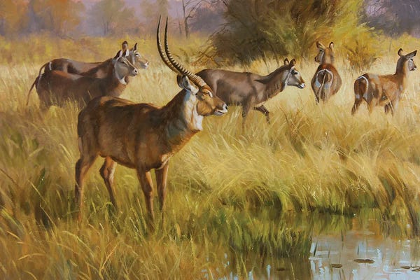 Antelopes: Water Buck by Grant Hacking