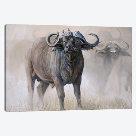 Water Buffalo Canvas Print #GHC116} by Grant Hacking Canvas Art Print