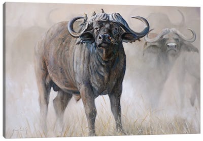 Water Buffalo Canvas Art Print - Grant Hacking