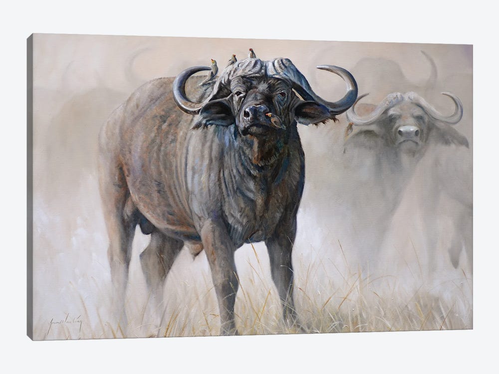 Water Buffalo by Grant Hacking 1-piece Canvas Art