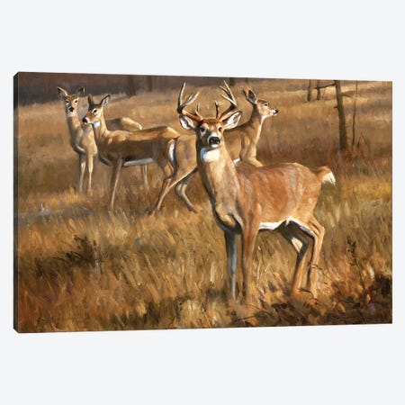 Sunlit Antlers Canvas Art by Grant Hacking | iCanvas