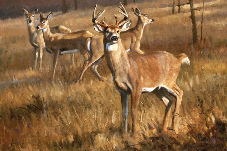 Whitetail Deer