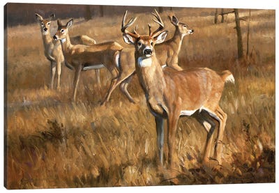 Whitetail Deer Canvas Art Print - Grant Hacking