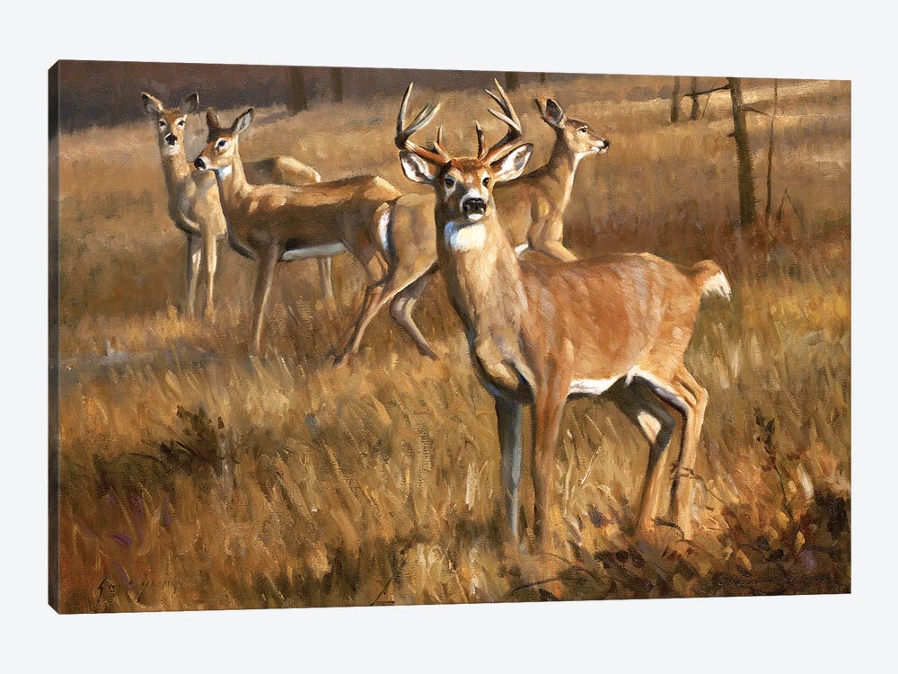 Whitetail Deer by Grant Hacking 1-piece Canvas Wall Art