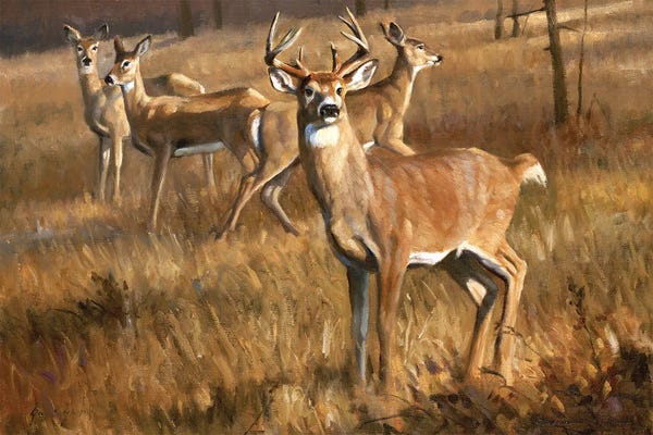 Grant Hacking: Whitetail Deer by Grant Hacking