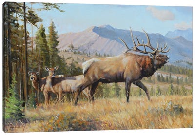 Answering The Call Canvas Art Print - Elk Art