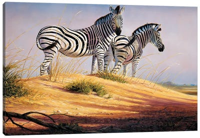 Zebras Of Namibia Canvas Art Print - Grant Hacking