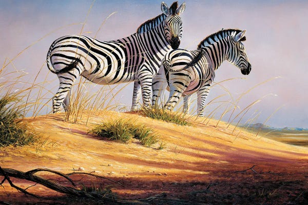 Namibia: Zebras Of Namibia by Grant Hacking