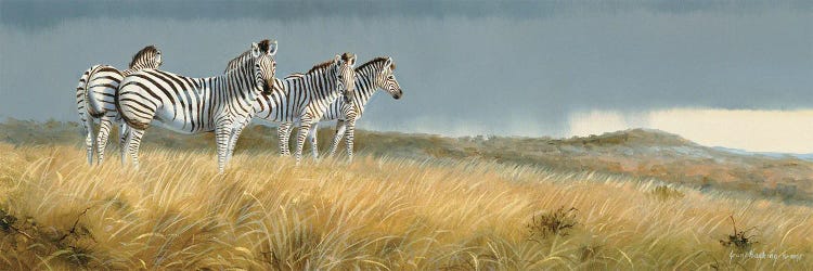 Zululand Zebras by Grant Hacking wall art